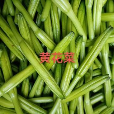 鲜黄花菜新鲜基地直销，黄花菜质量杠杠杠滴价格便宜