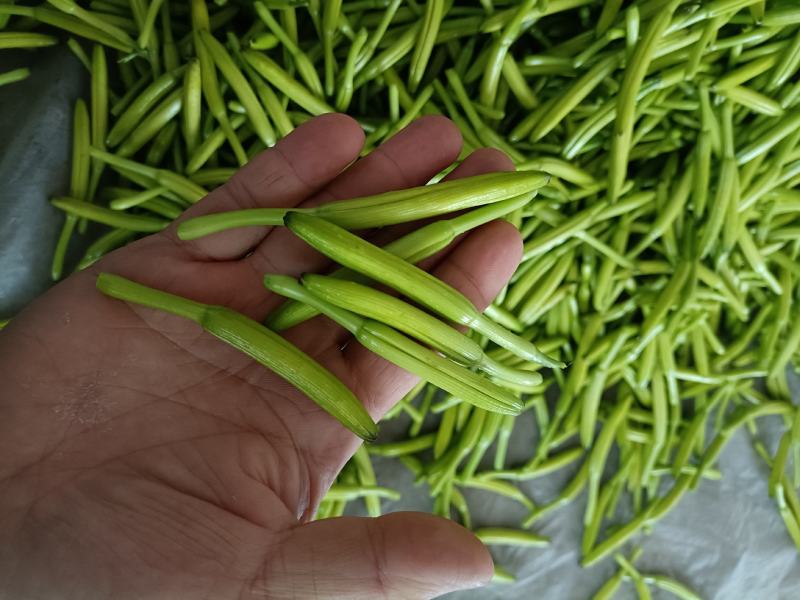 鲜黄花菜新鲜基地直销，黄花菜质量杠杠杠滴价格便宜