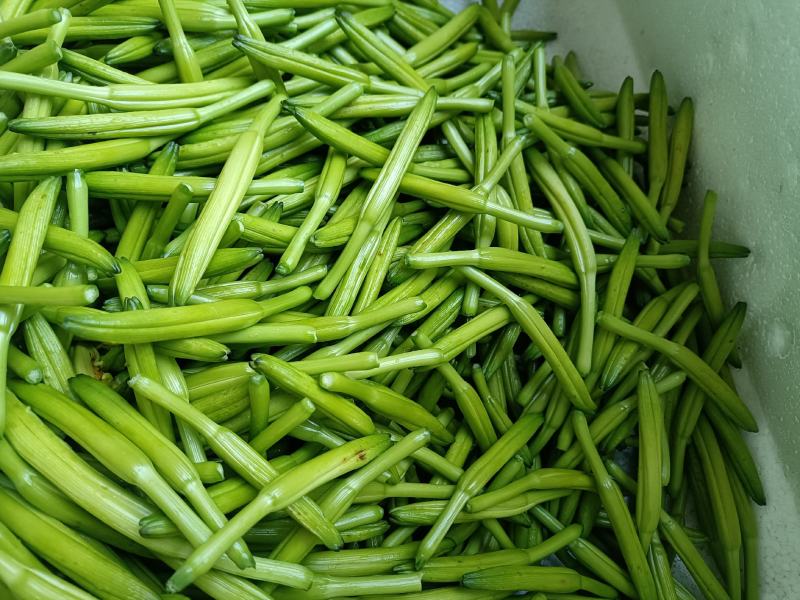 鲜黄花菜新鲜基地直销，黄花菜质量杠杠杠滴价格便宜