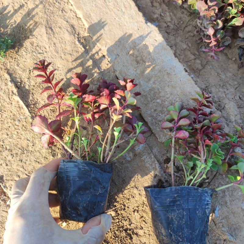 红景天又叫胭脂红(小球玫瑰)基地量大一手货源批发直销