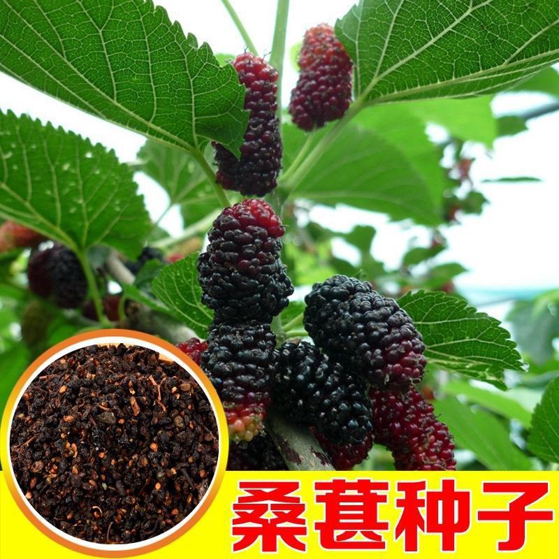 优质新采桑树种子蚕吃的桑叶养蚕专用桑蚕桑种子