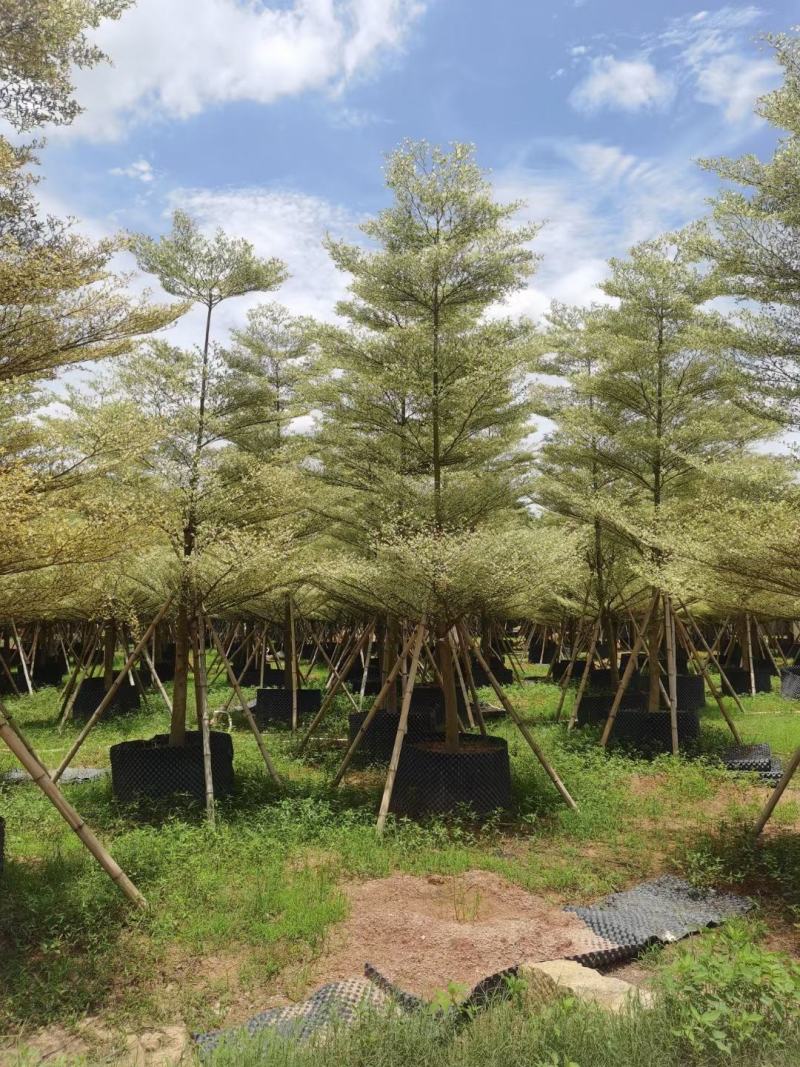 锦叶榄仁！广东省揭阳市榕城区基地直销。
