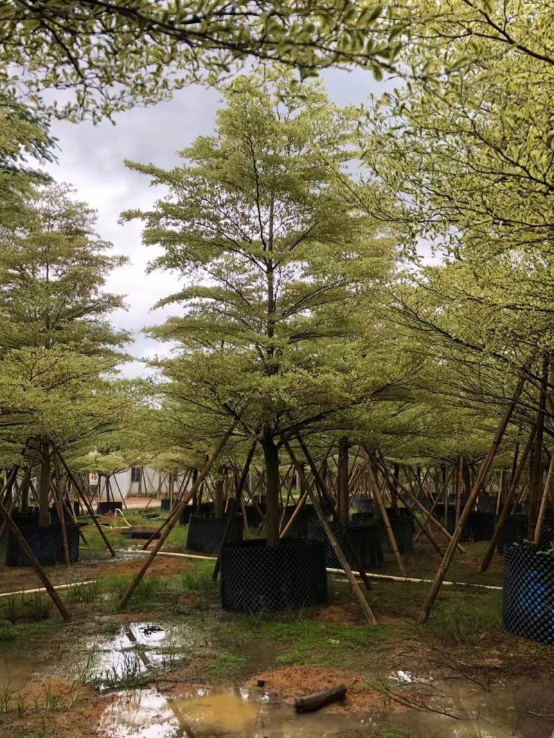 锦叶榄仁！广东省揭阳市榕城区基地直销。
