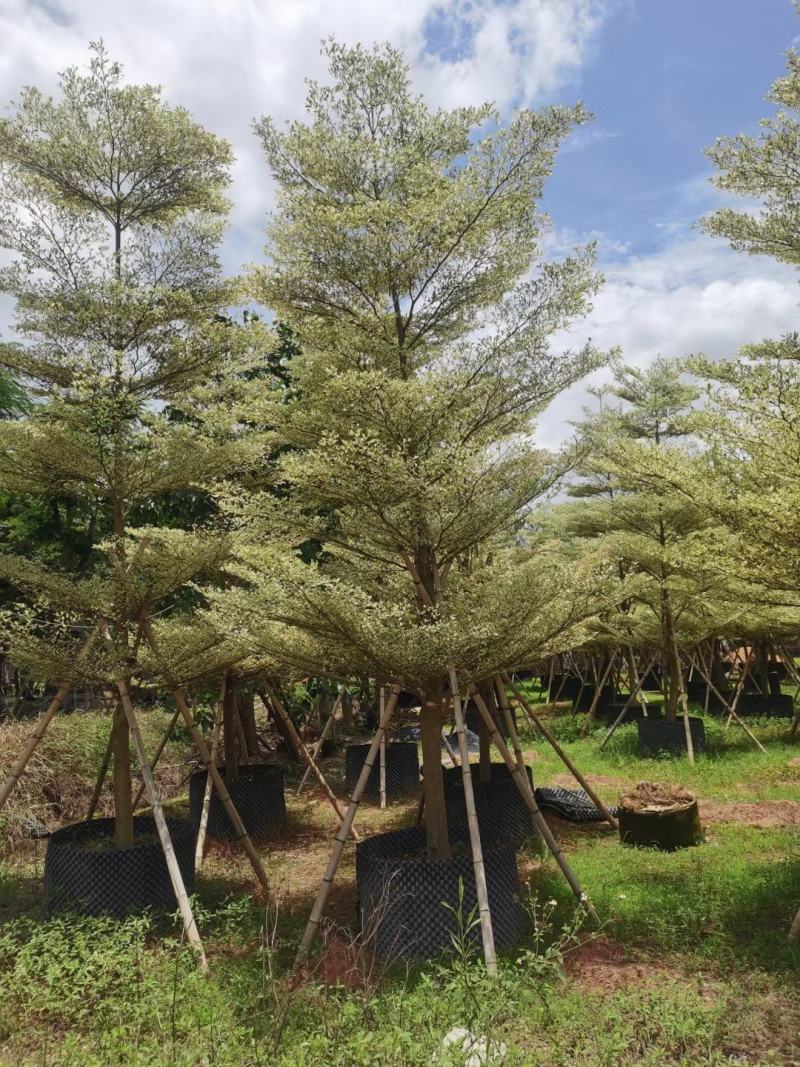 锦叶榄仁！广东省揭阳市榕城区基地直销。