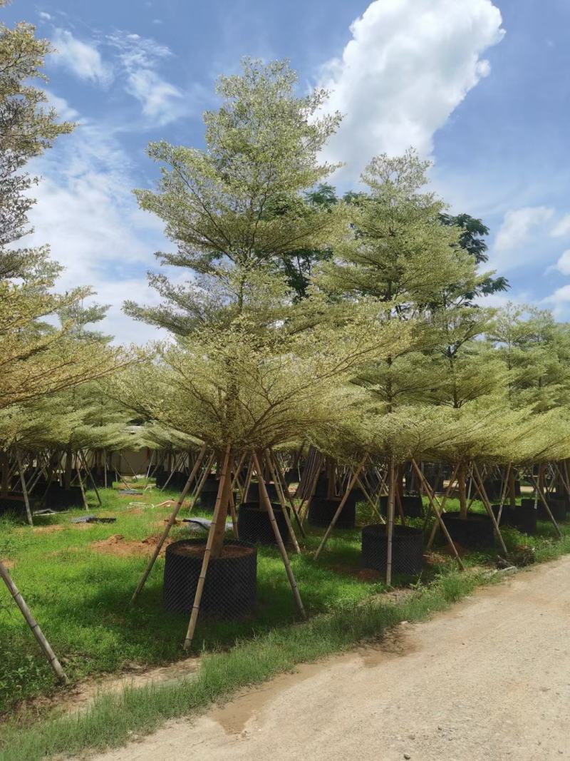 锦叶榄仁！广东省揭阳市榕城区基地直销。