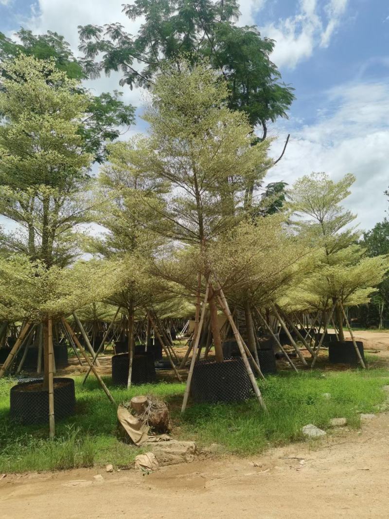 锦叶榄仁！广东省揭阳市榕城区基地直销。