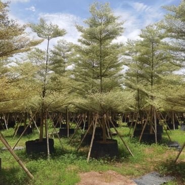 锦叶榄仁！广东省揭阳市榕城区基地直销。