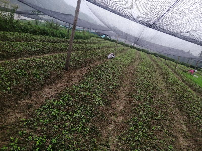 大小草珊瑚苗