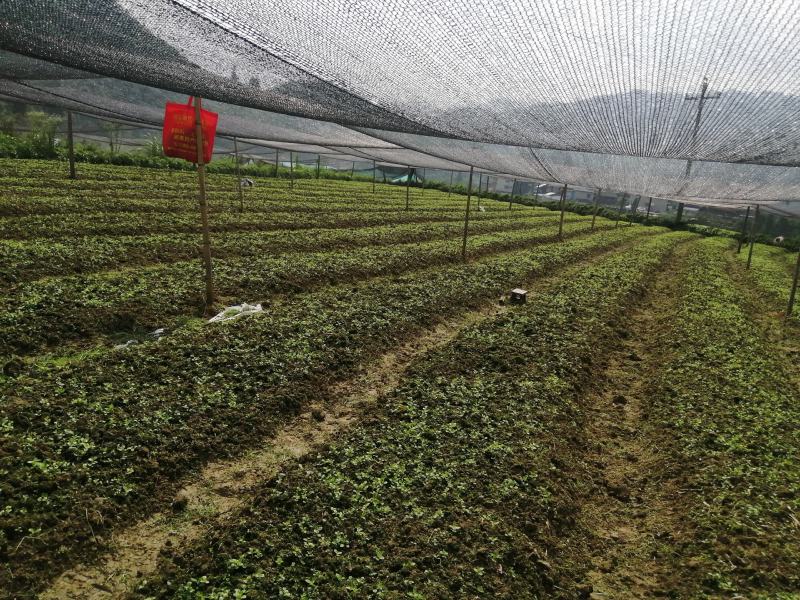 大小草珊瑚苗