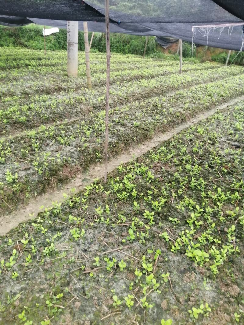 大小草珊瑚苗