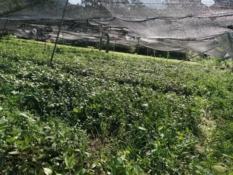 大小草珊瑚苗