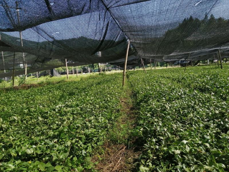 大小草珊瑚苗