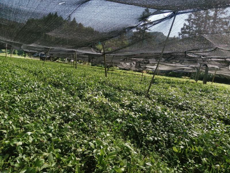 大小草珊瑚苗