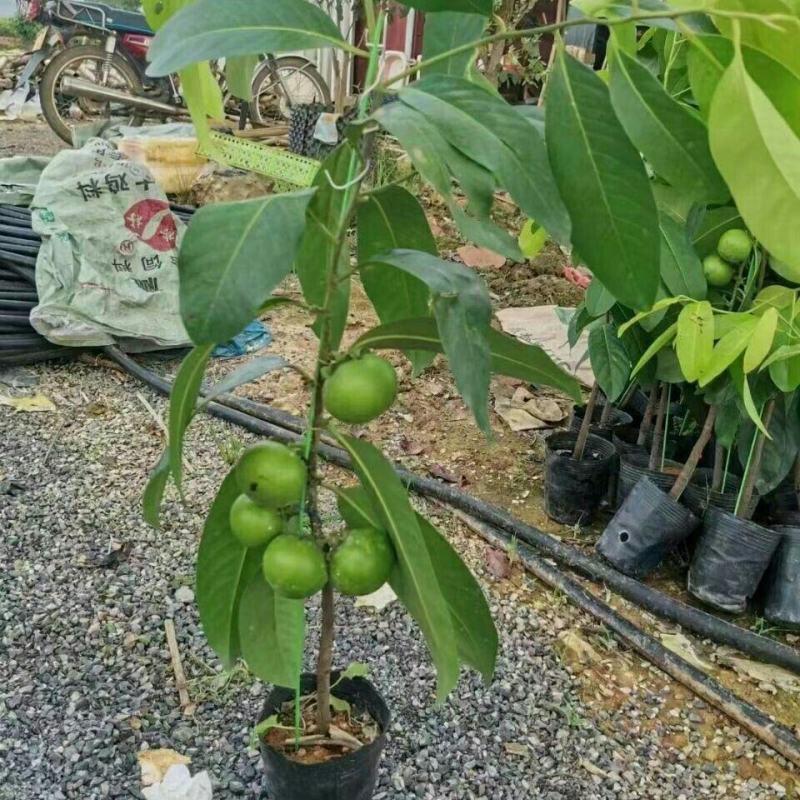 黑柿巧克力嫁接苗