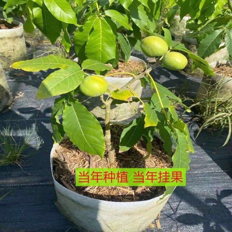 黑柿巧克力嫁接苗