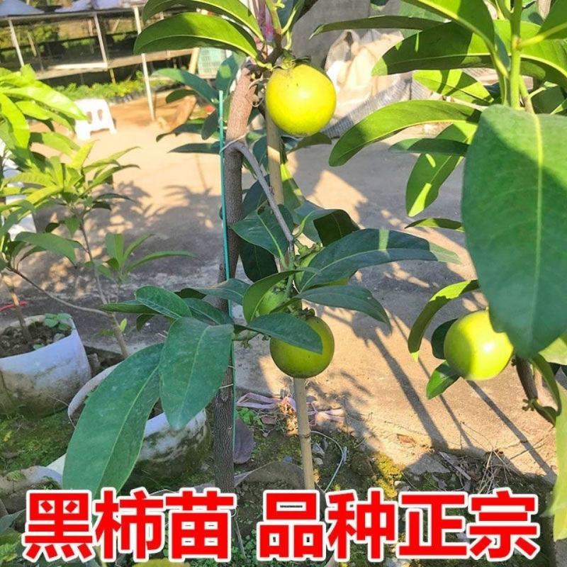 黑柿巧克力嫁接苗