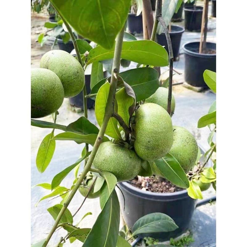 黑柿巧克力嫁接苗