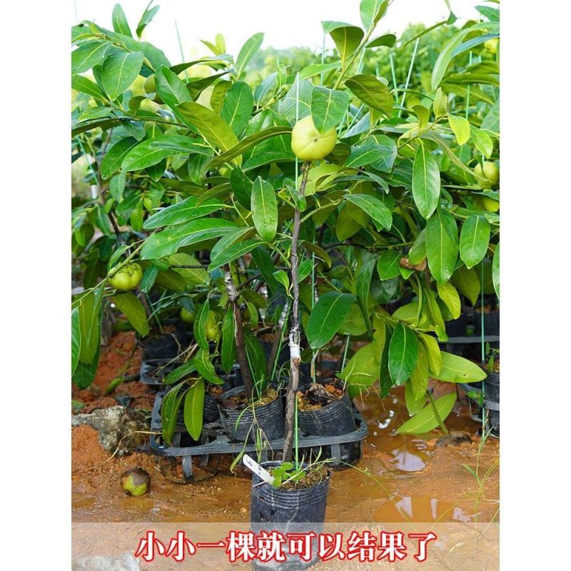 黑柿巧克力嫁接苗