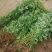 四季蔷薇花苗攀援爬藤植物庭院浓香型