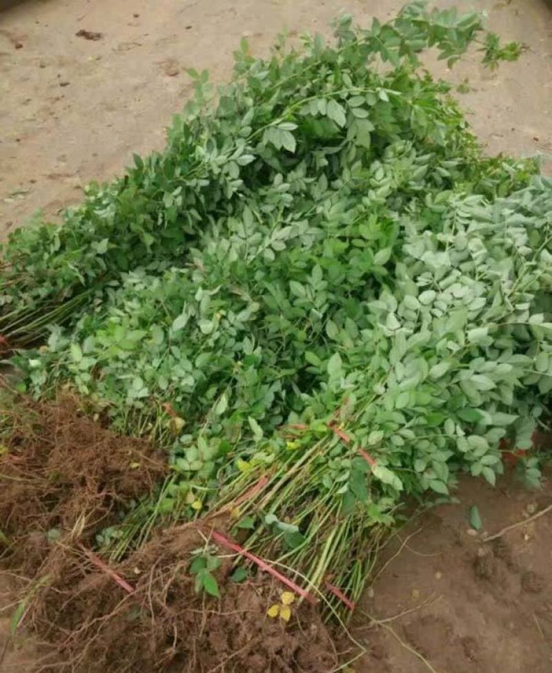 四季蔷薇花苗攀援爬藤植物庭院浓香型