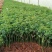 四季蔷薇花苗攀援爬藤植物庭院浓香型
