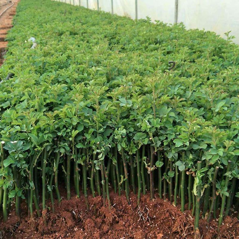 四季蔷薇花苗攀援爬藤植物庭院浓香型