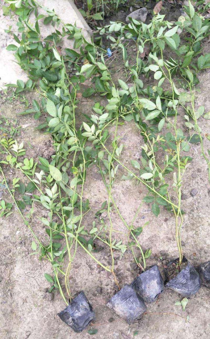 四季蔷薇花苗攀援爬藤植物庭院浓香型