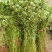 四季蔷薇花苗攀援爬藤植物庭院浓香型