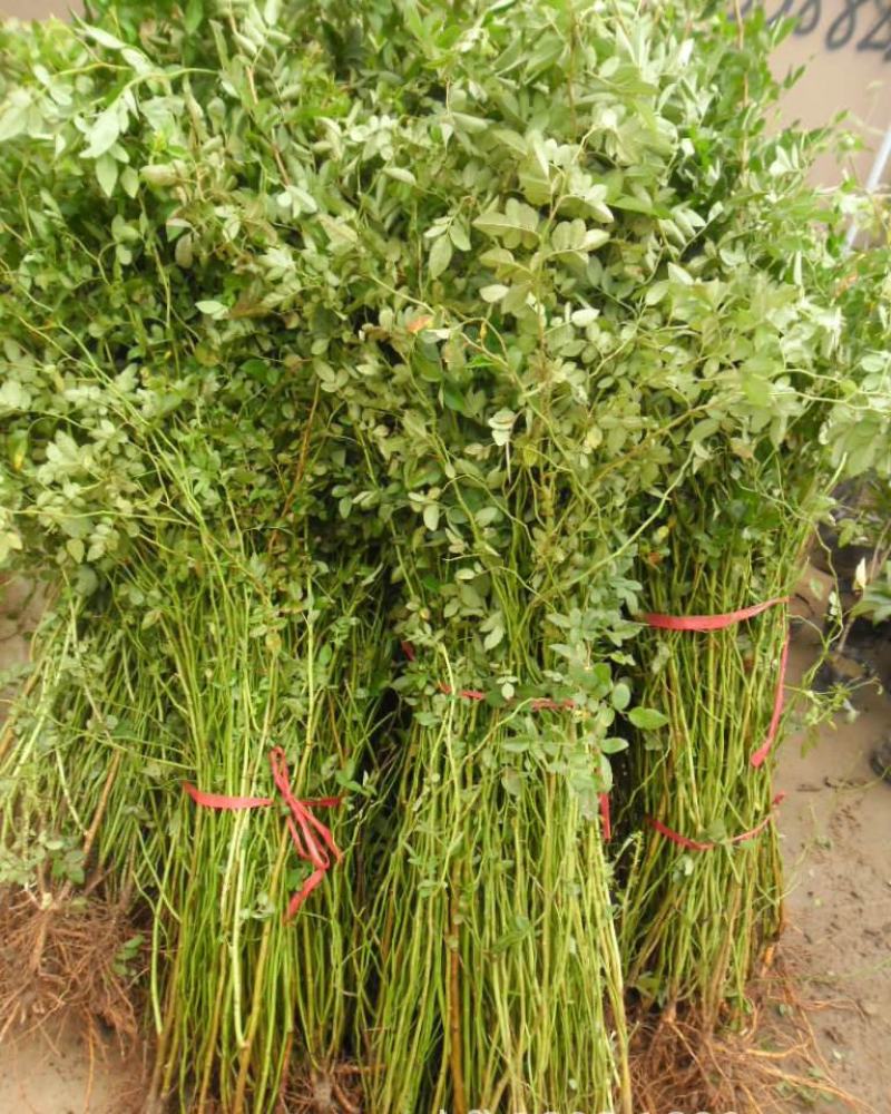 四季蔷薇花苗攀援爬藤植物庭院浓香型