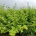 四季蔷薇花苗攀援爬藤植物庭院浓香型