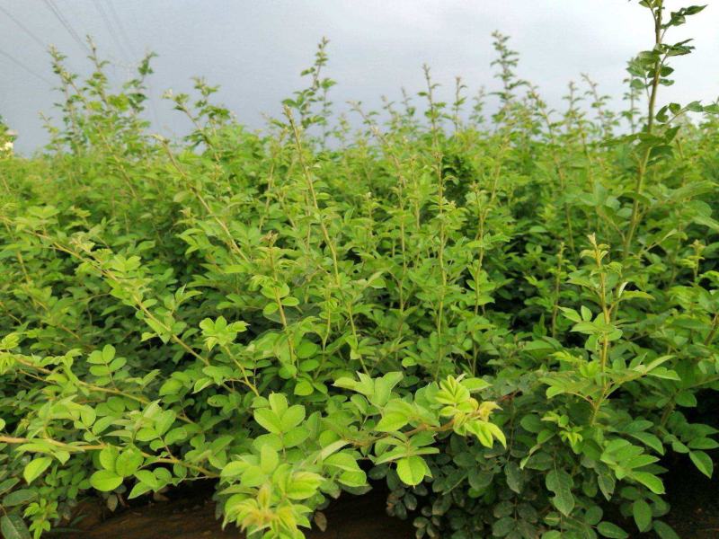 四季蔷薇花苗攀援爬藤植物庭院浓香型