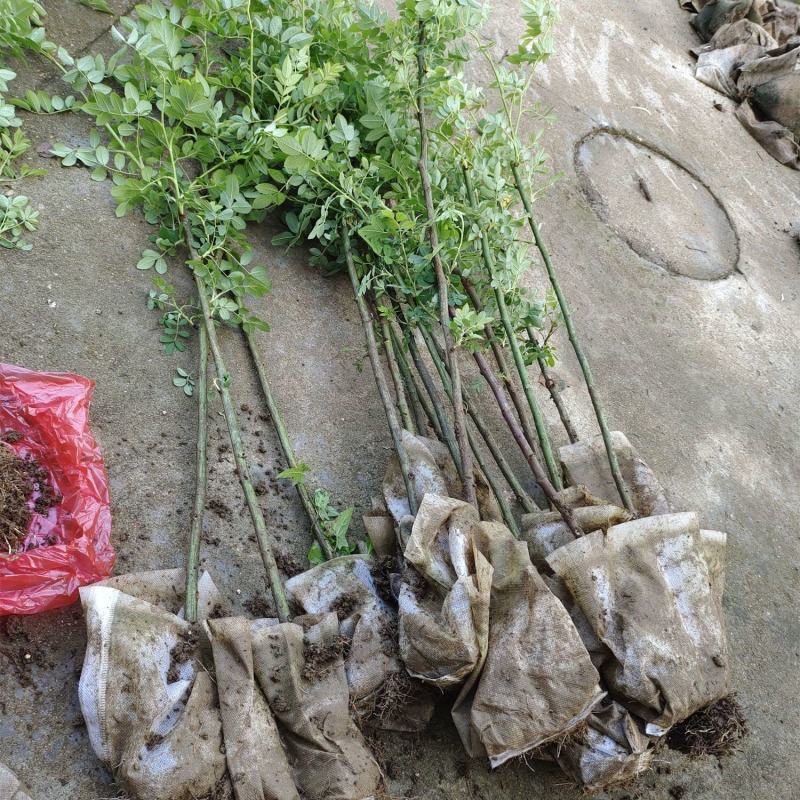 四季蔷薇花苗攀援爬藤植物庭院浓香型