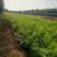 四季蔷薇花苗攀援爬藤植物庭院浓香型