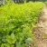 四季蔷薇花苗攀援爬藤植物庭院浓香型