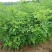 四季蔷薇花苗攀援爬藤植物庭院浓香型