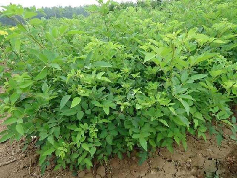 四季蔷薇花苗攀援爬藤植物庭院浓香型