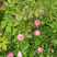 四季蔷薇花苗攀援爬藤植物庭院浓香型玫瑰藤本月季花卉特大苗