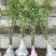四季蔷薇花苗攀援爬藤植物庭院浓香型
