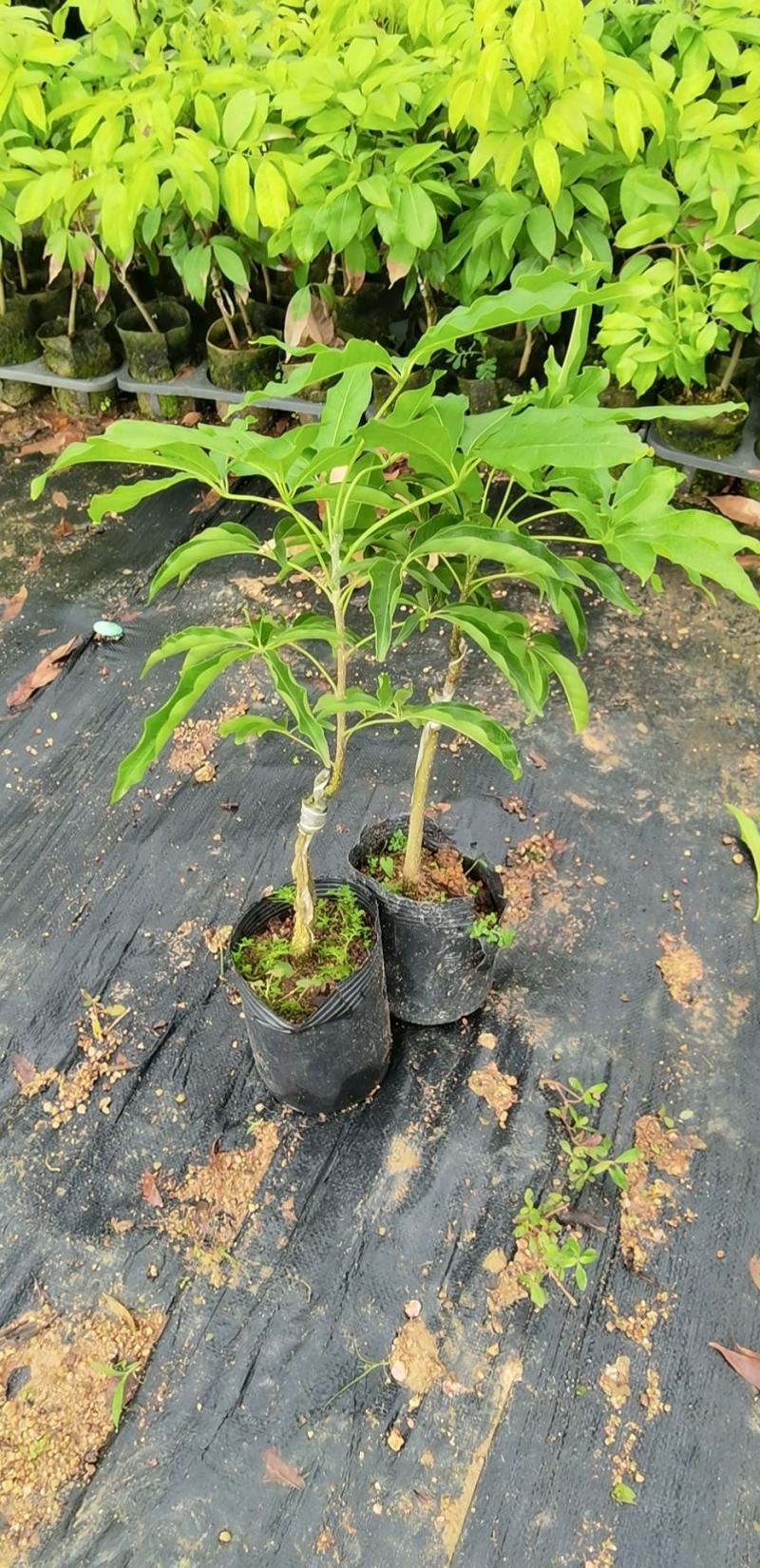 白柿冰淇淋柿子嫁接苗