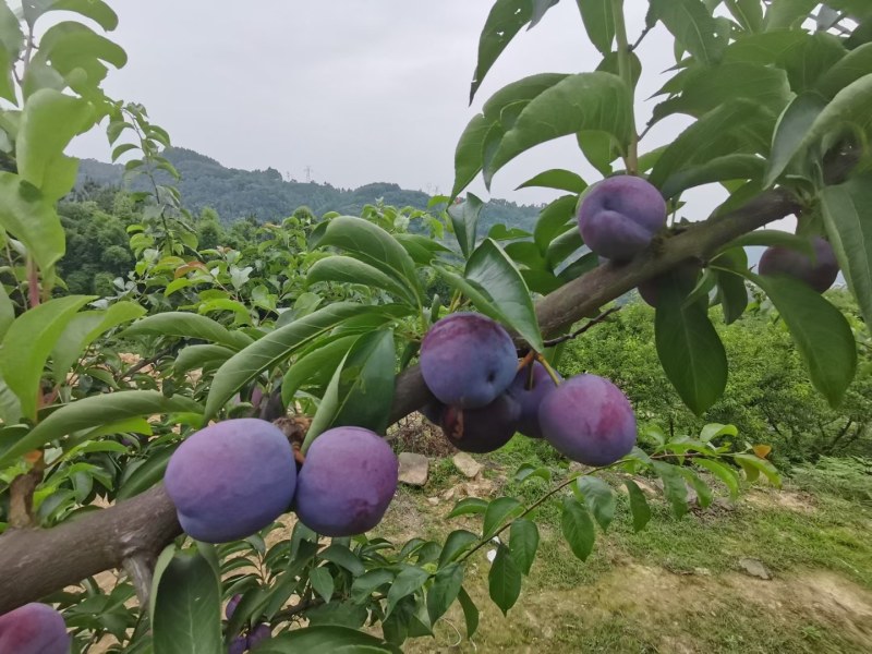 四川脆红李大量上市。大基地口感好，质量好，价格便宜。