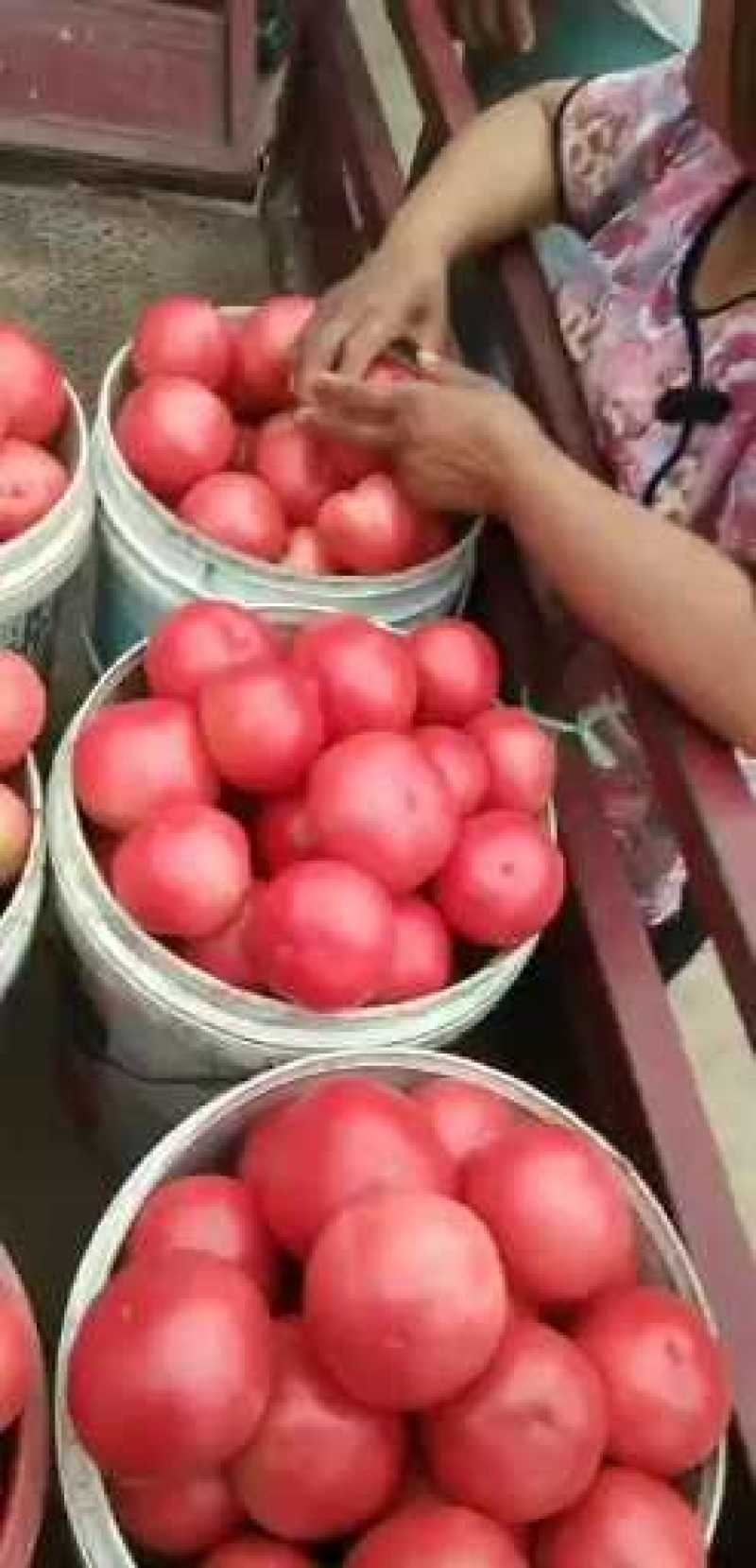 硬粉西红柿