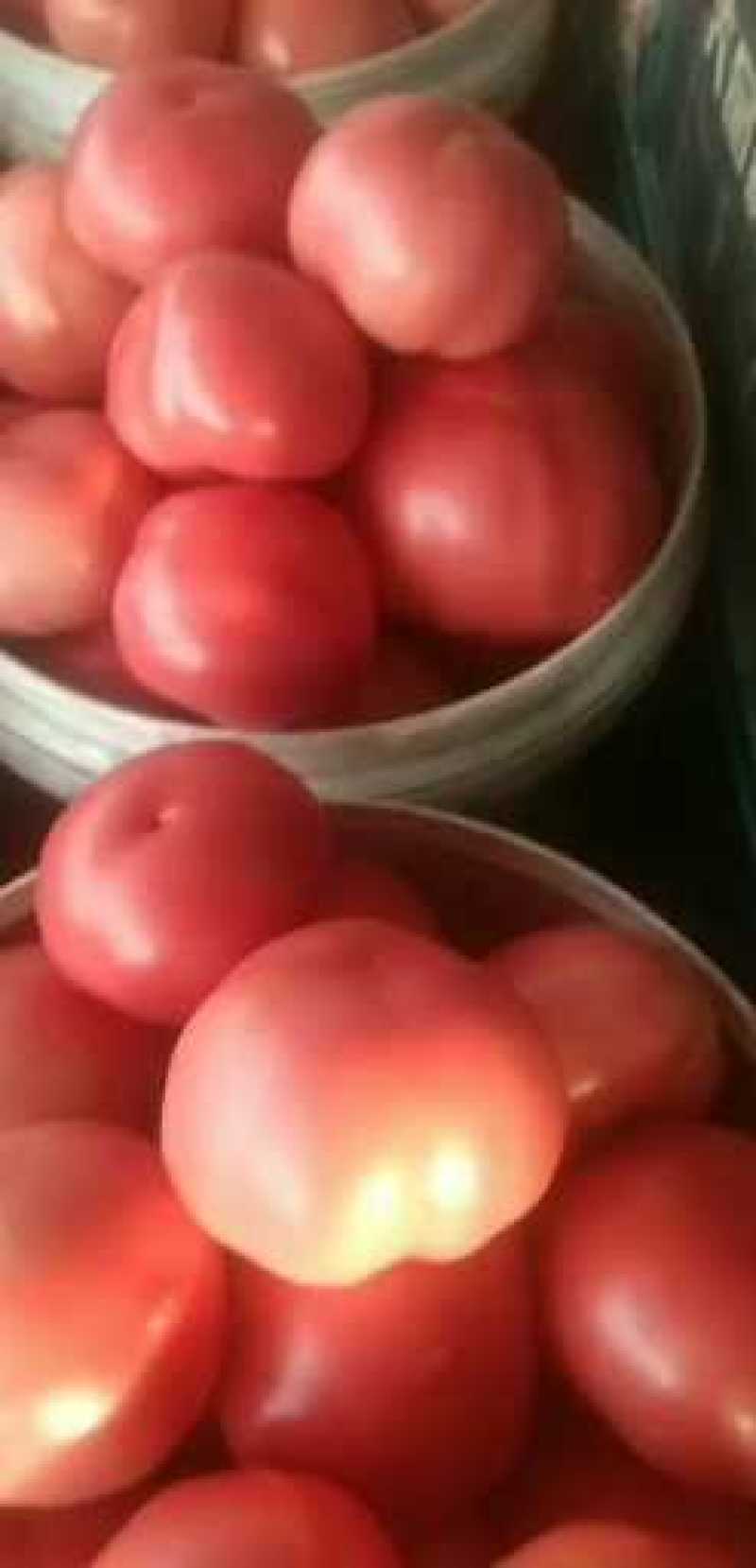 硬粉西红柿