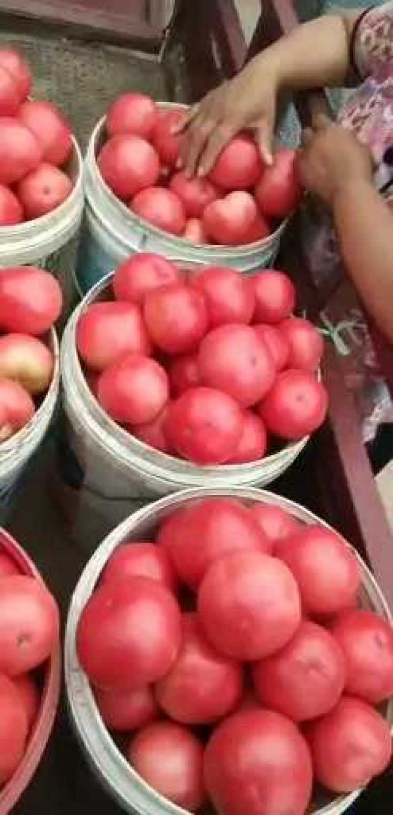 硬粉西红柿
