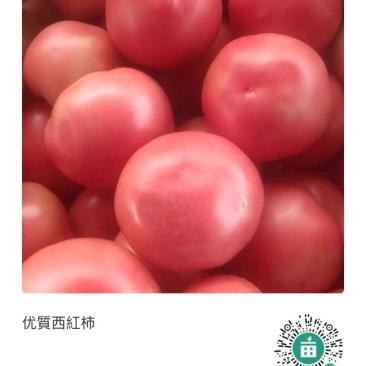 硬粉西红柿