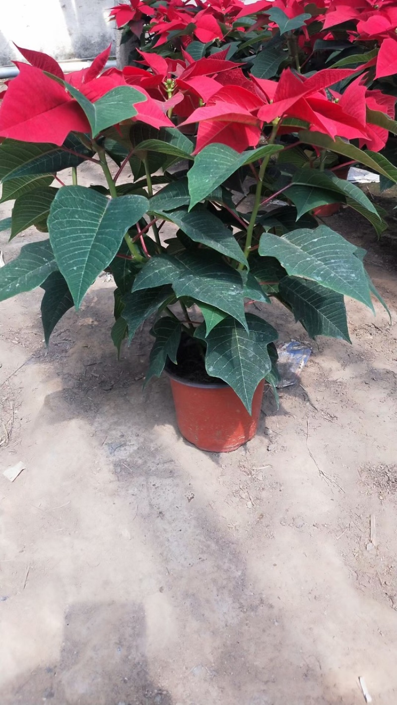 一品红，租摆好看，基地现货供应，质量保证，可视频验货