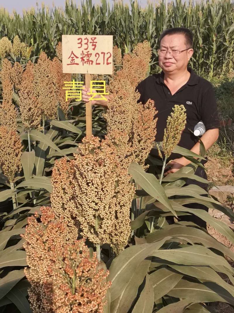 早熟、抗鸟、小粒、矮秆宜机收优质酿酒糯高粱种子金糯272
