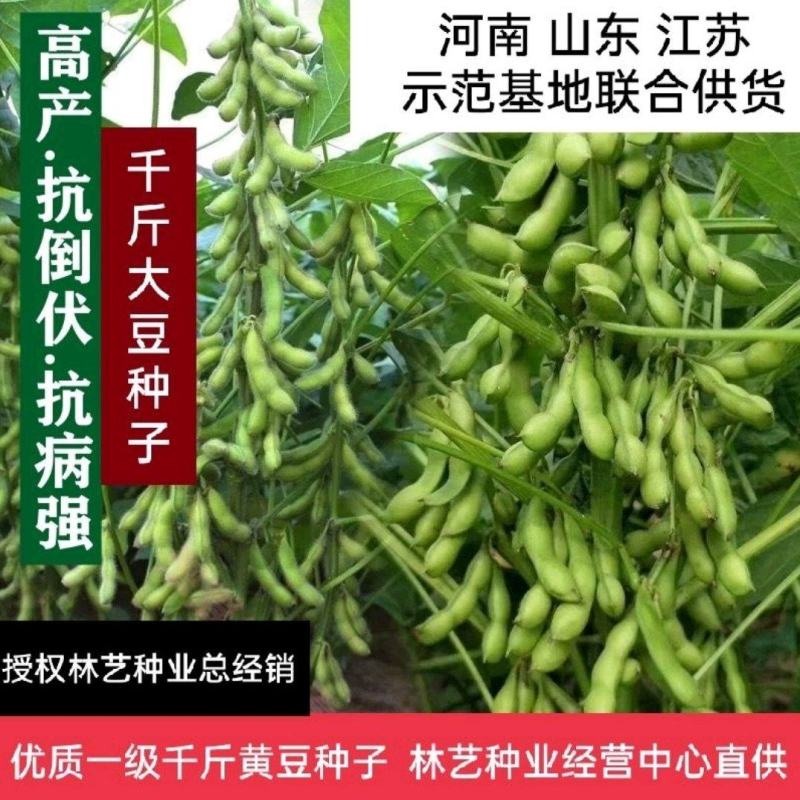黄豆种子大豆千斤豆种子高产稳产旱四季早春大田春夏播种