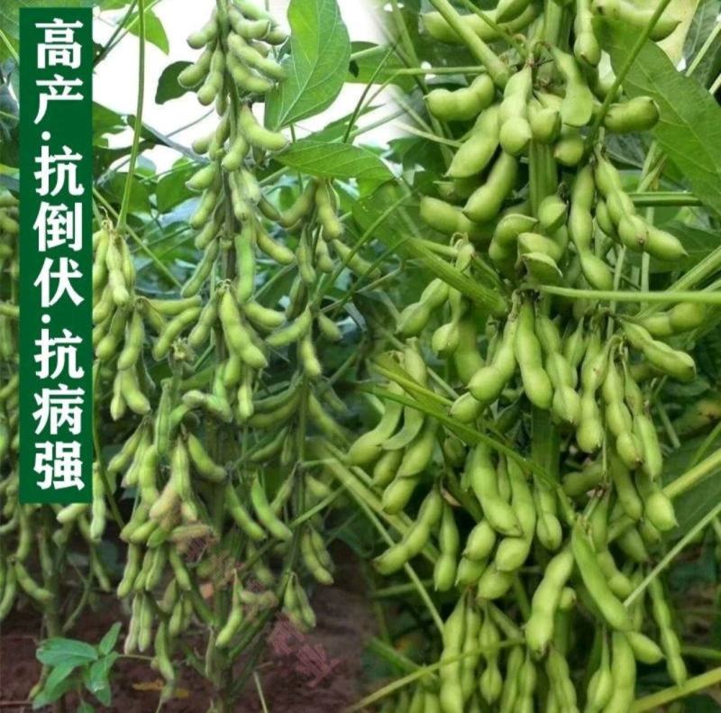 黄豆种子大豆千斤豆种子高产稳产旱四季早春大田春夏播种