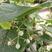 新采集椴树种子优良品质紫椴树种子新种子常绿树