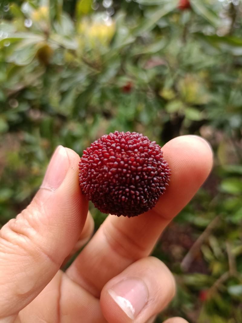 漳浦东魁杨梅